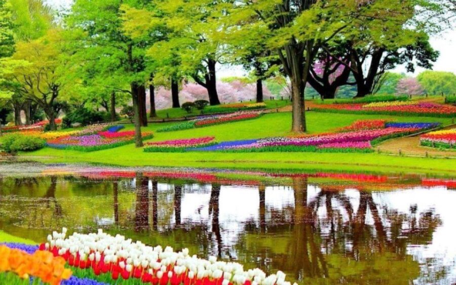 Private Tour to Tulip Experience, Keukenhof & Giethoorn - Tour Overview and Pricing