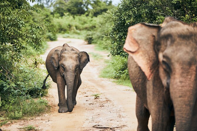 Private Tour: Yala National Park Safari - Inclusions