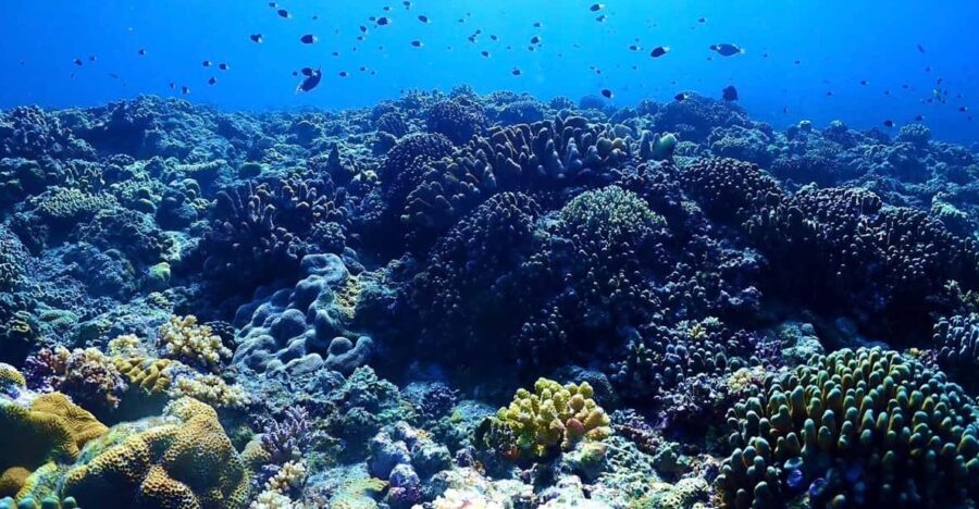 Private Unforgatable Snorkeling Day Trip in Izu (Shizuoka)