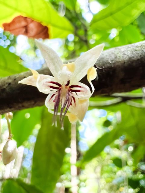 Private Waterfall, Rainforest & Handcrafted Chocolate Tour - Tour Overview and Pricing