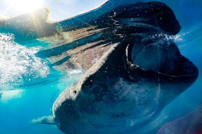 Private Whale Shark Ecofriendly Tour From Riviera Maya - Tour Overview