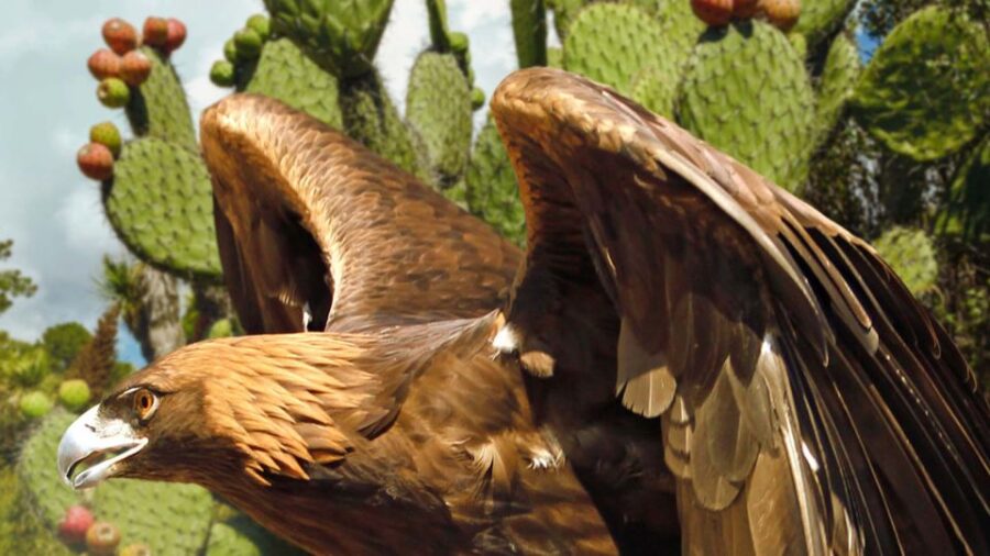 Puebla Africam Safari Park, Live an Unforgettable Adventure! - Overview of Africam Safari Park