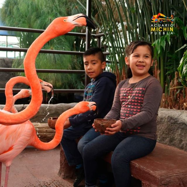 Puebla: Ticket to Aquarium Michin