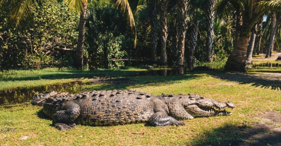 Puerto Escondido: Oaxaca Coast Wildlife Ecotour