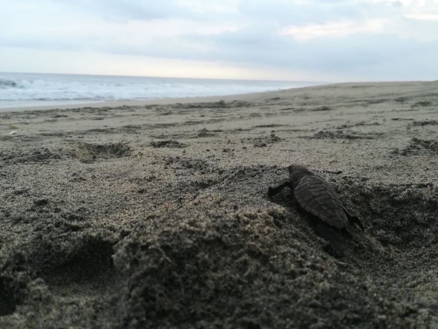 Puerto Escondido: Turtle Release and Bioluminescent Plankton