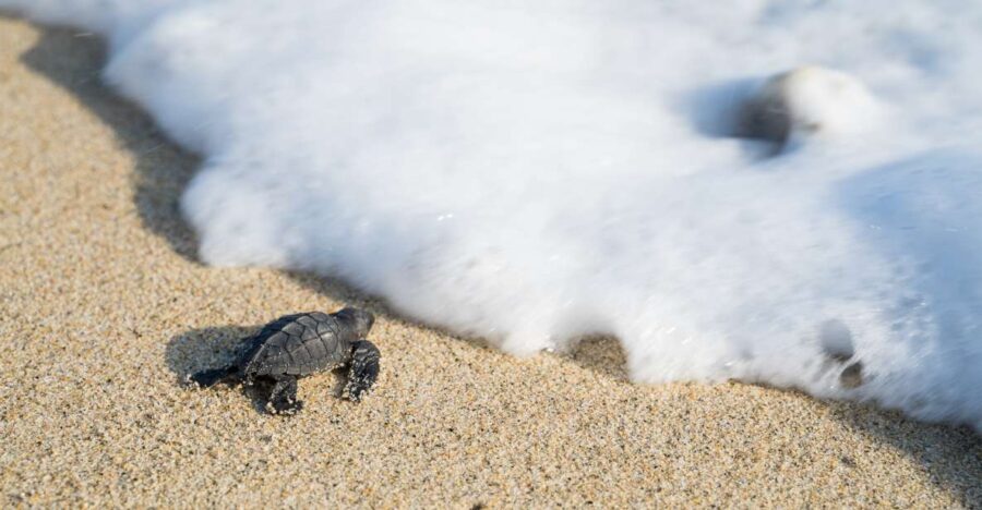 Puerto Escondido: Turtle Release Experience
