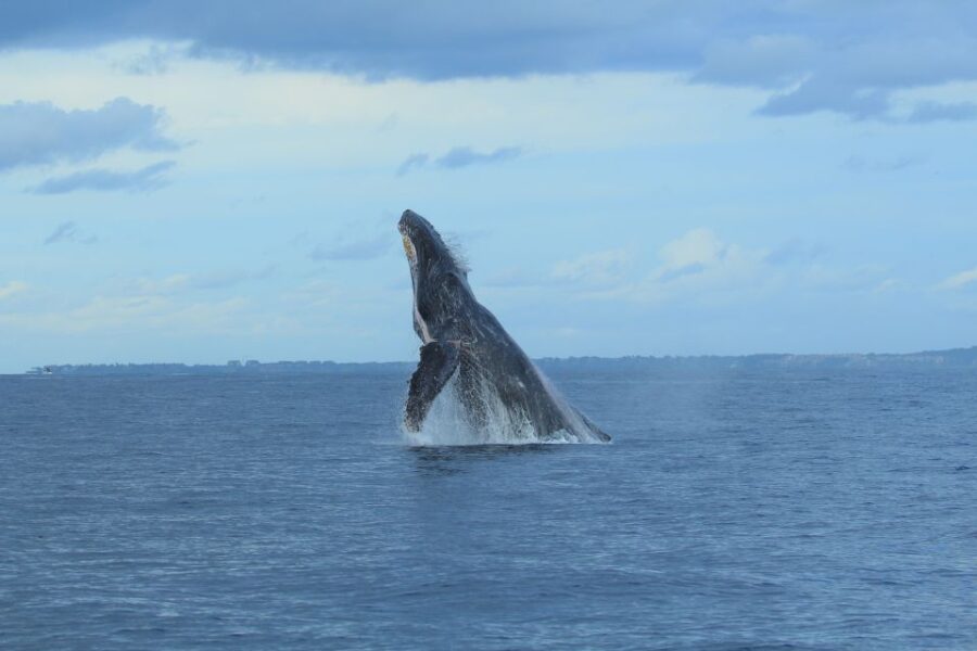 Puerto Vallarta: Whale Watching Photo Safari - Overview and Pricing