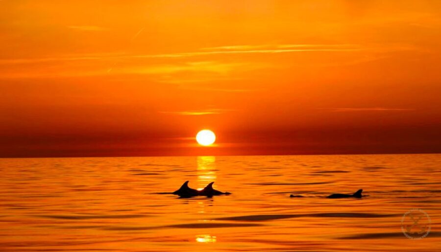 Pula: National Park Brijuni Dolphin Cruise With Dinner