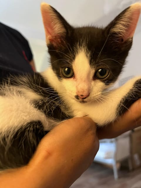PURE HAPPINESS: A PURR-FECT CAT EXPERIENCE !