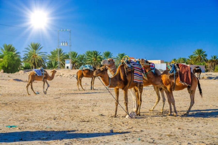 QUAD BIKING AND CAMEL HALF DAY TRIP IN MARRAKESH