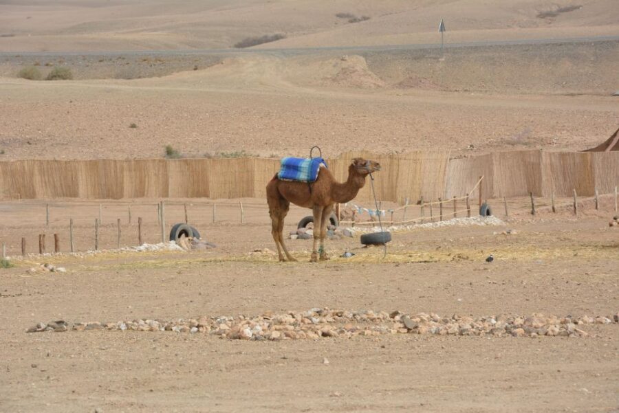 Quad, Camel & Tea: Marrakech Desert and Mountain Exploration