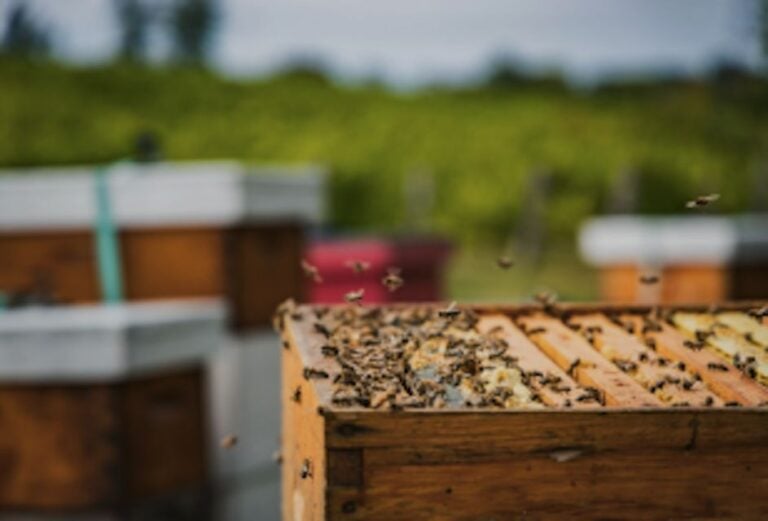 Quebec City: Honey and Distillery Tour With Tasting