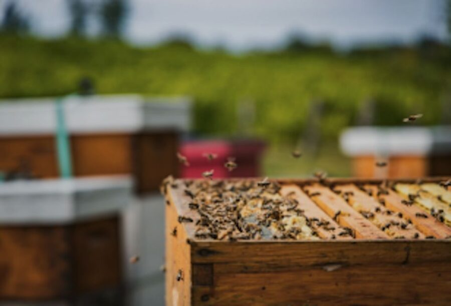 Quebec City: Honey and Distillery Tour With Tasting - Tour Overview