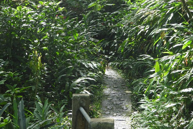 Rainforest Nature Walk & Luquillo Beach Combo - Physical Requirements and Restrictions