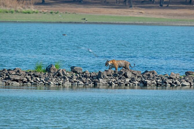 Ranthambore Day Trip From Jaipur With Jeep / Canter Safari