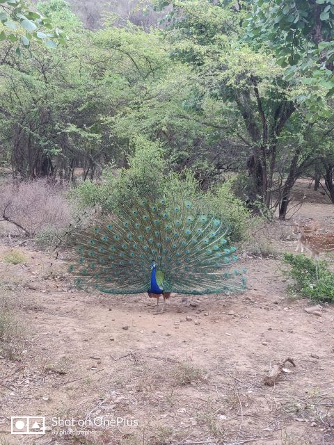 Ranthambore Tiger Safari Day Trip From Jaipur -All Inclusive - Overview and Pricing