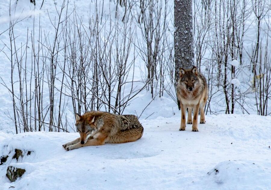 Ranua Wildlife Park Day: Visit the Arctic Animals - Wildlife Experiences