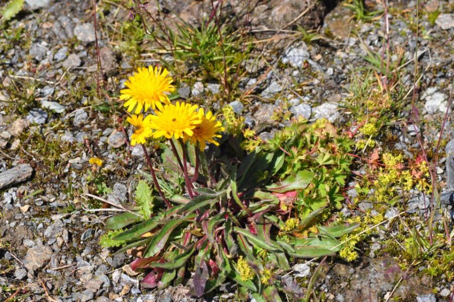 RARE PLANTS IN AOSTA VALLEY