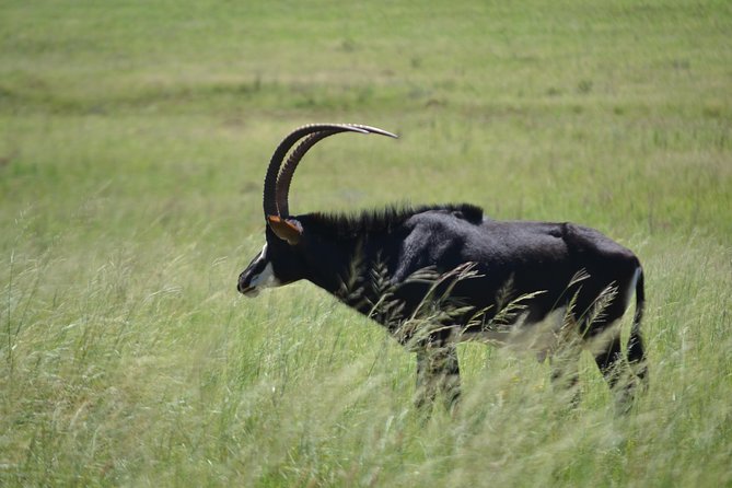 Rhino and Lion Park Guided Tour From Johannesburg