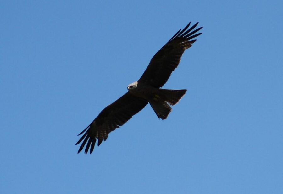 Ria De Aveiro: Birding Day - Private Tour up to 4 People - Tour Overview