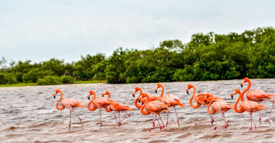 4 Best Cruises And Boat Tours In Rio Lagartos