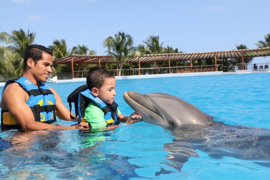 4 Best Dolphin Watching Tours In Playa Del Carmen