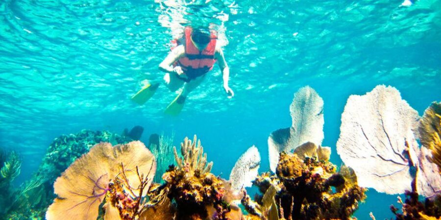 Riviera Maya: Two-Reef Snorkeling Experience