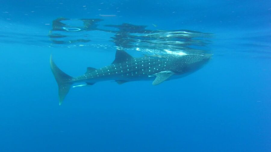 Riviera Maya: Whale Shark Tour