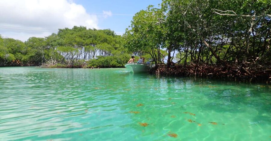 Roatan: Mangrove Tunnel Tour With Snorkeling - Tour Overview and Pricing