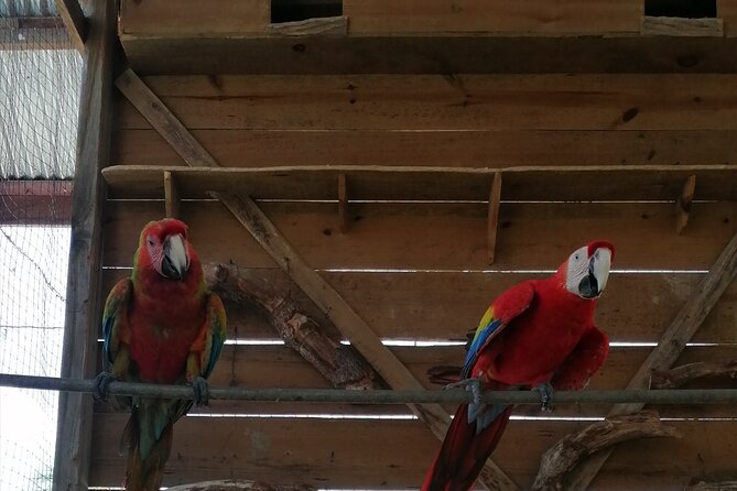 Roatan Sloth & Monkeys Animal Park , Chocolate Rum Cake Factory - Location and Attractions