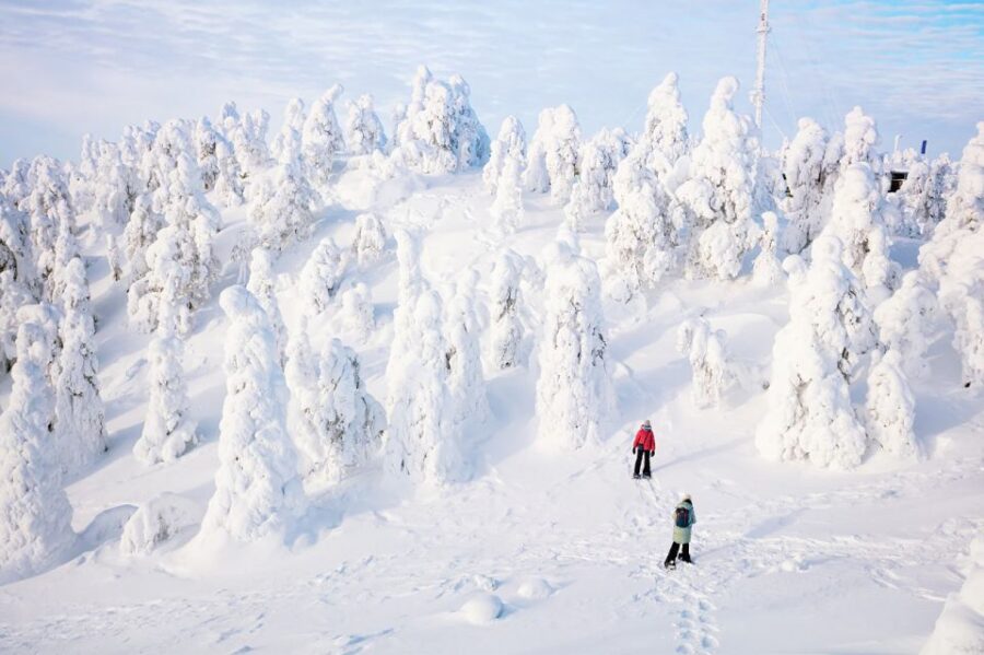Rovaniemi: Hiking and Snowshoeing Adventure in Lapland