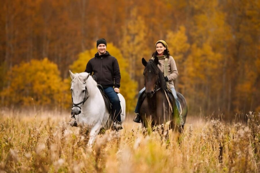 Rovaniemi: Horse Riding in Arctic Wilderness
