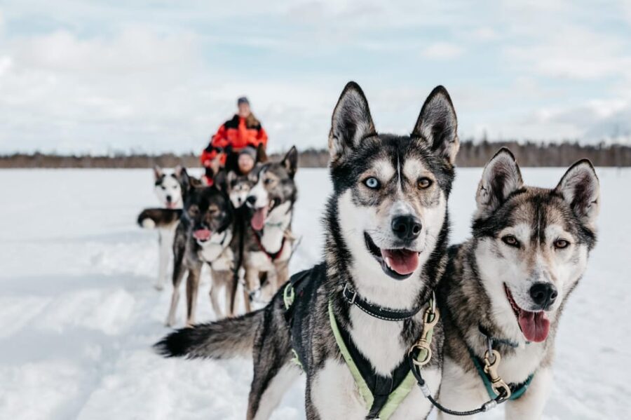 Rovaniemi: Husky Sled Ride and Farm Visit