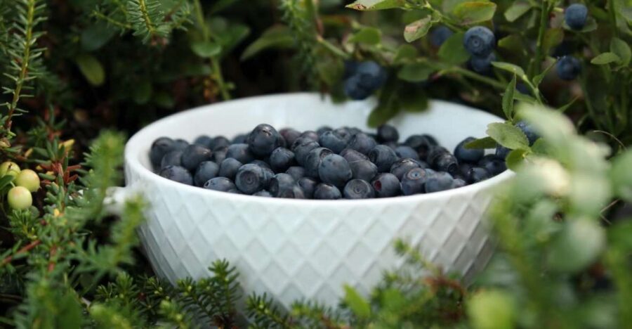 Rovaniemi: Mushrooms & Wild Berries Picking Tour