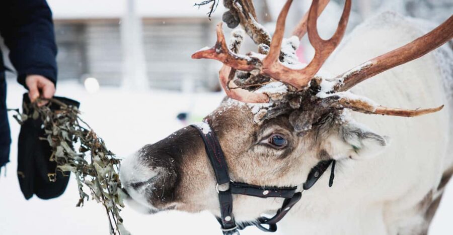 Rovaniemi: Reindeer, Huskies & Santa Claus Village