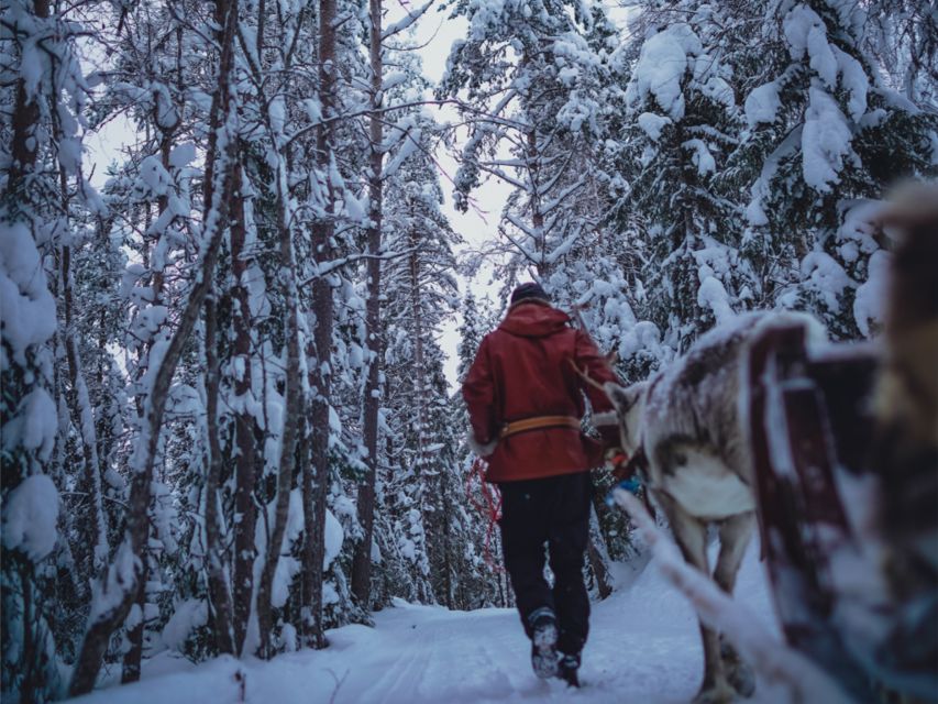 Rovaniemi: Reindeer Safari Tour & 2.5 Km Sled Ride