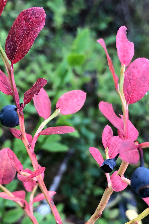Rovaniemi : Trekking in the Heart of Nature