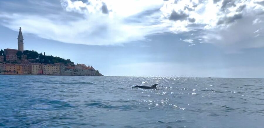 Rovinj: BUBA SUNSET Kayak, Snorkeling&Driknks Incuded - Tour Overview