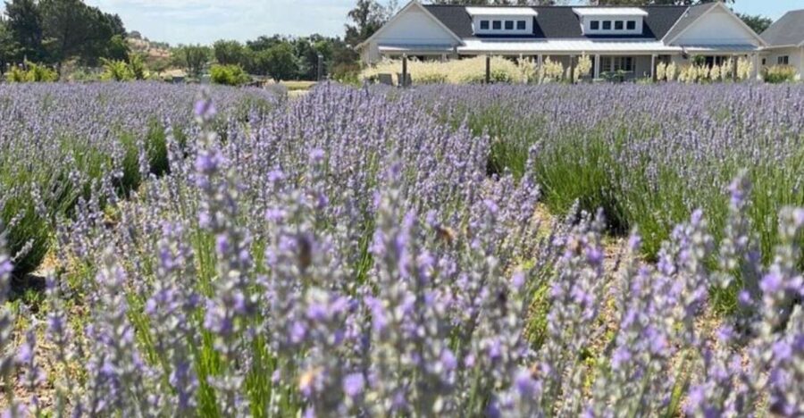 Sacramento: Capay Valley Tour - Lunch & Artisan Tastings