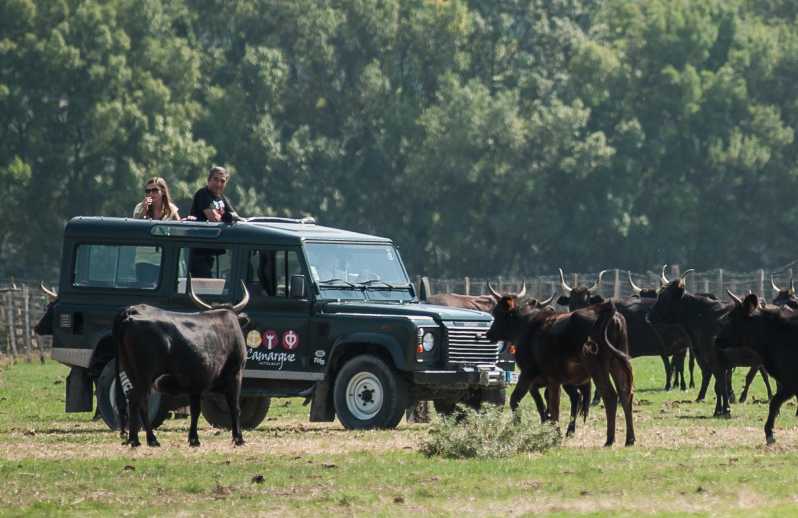 Safari 4x4 in Camargue / 3h30 / Grau Du Roi