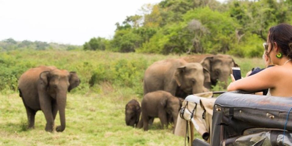 Safari Serenity: Exclusive Wilpattu National Park Adventure - Overview and Pricing