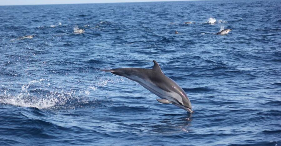 2 Best Dolphin Watching Tours In Sagres