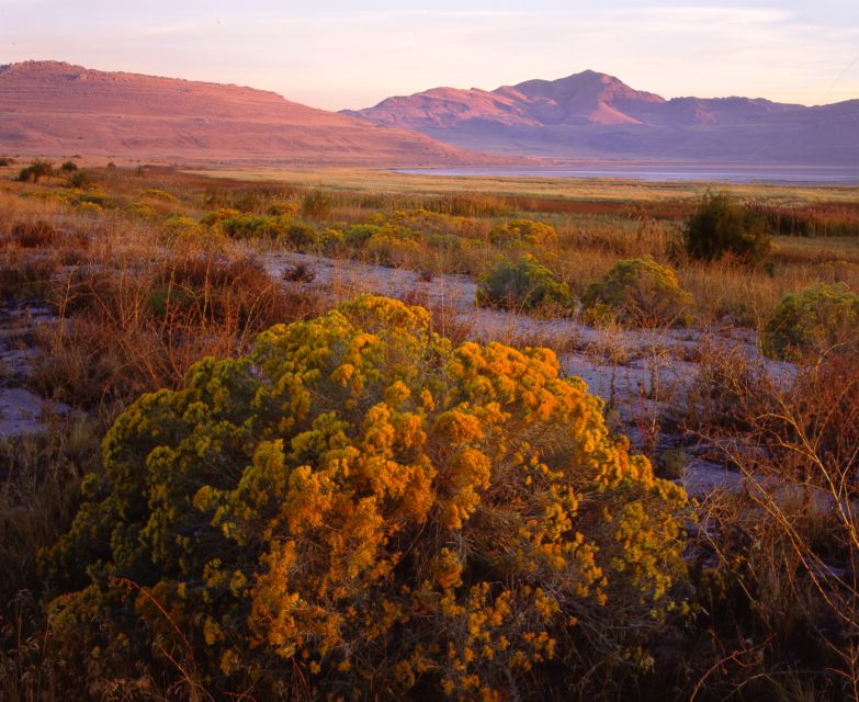 Salt Lake City: Great Salt Lake Antelope Island Guided Tour - Tour Overview