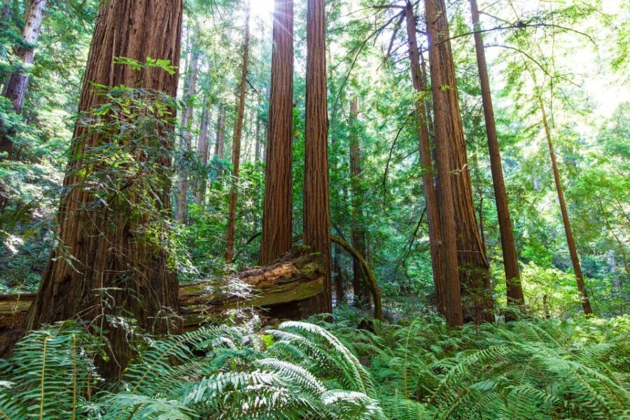 San Francisco: Private Muir Woods, Sausalito Half-Day Trip - Tour Overview