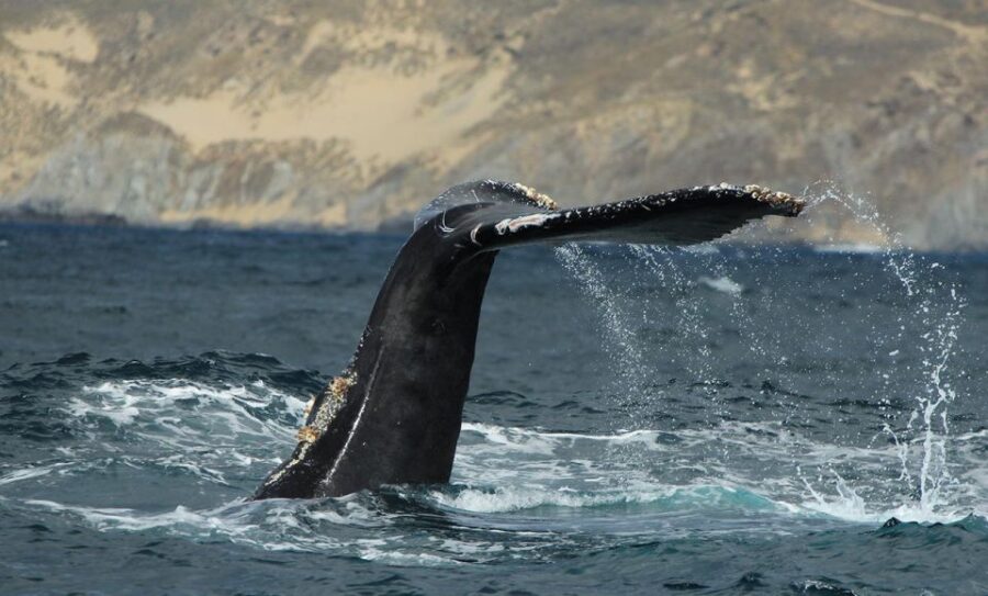 San Jose Del Cabo Private Whale Watching - Tour Overview and Pricing