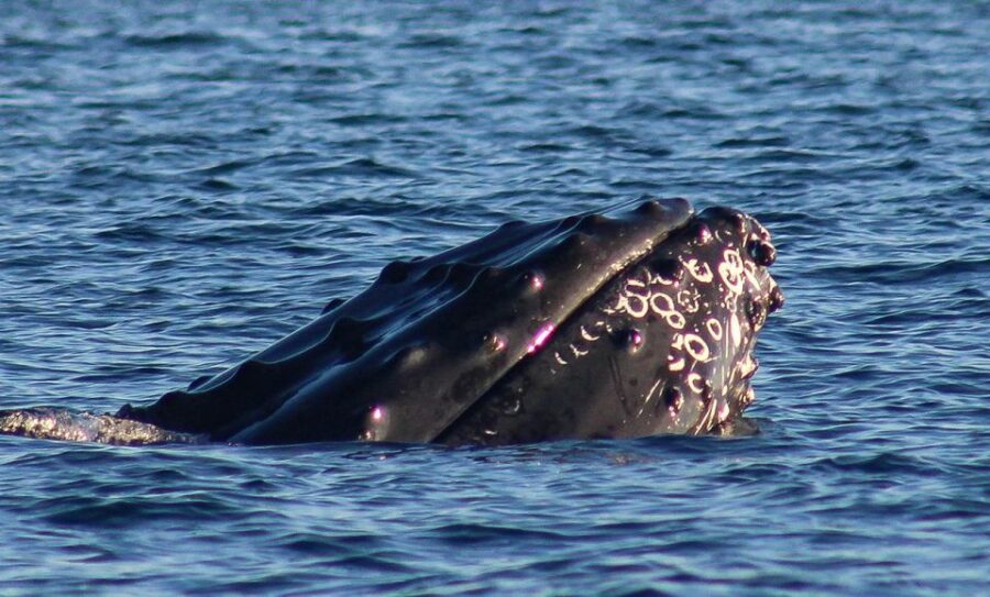 San Jose Del Cabo Whale Watching Sunrise Tour