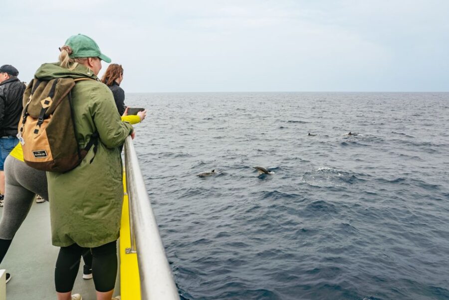 Sao Miguel Azores: Half-Day Whale Watching Trip - Tour Overview