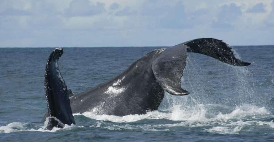 Sao Miguel: Whales & Volcano Full-Day Tour With Lunch