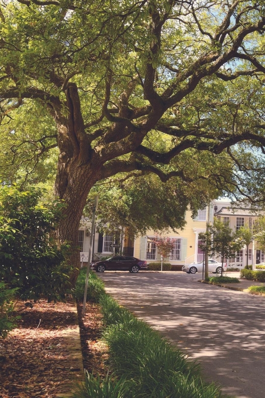 Savannah’s Enchanted Stroll: A Journey Through Time
