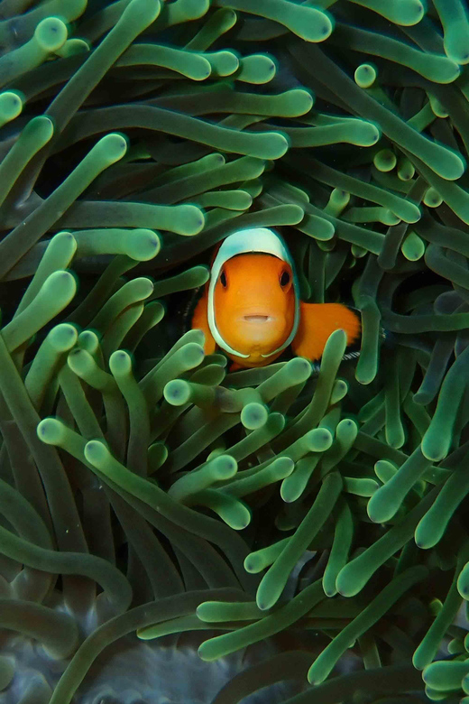 Scuba Dive Daytrip to Padangbai From South Bali 3 Dives